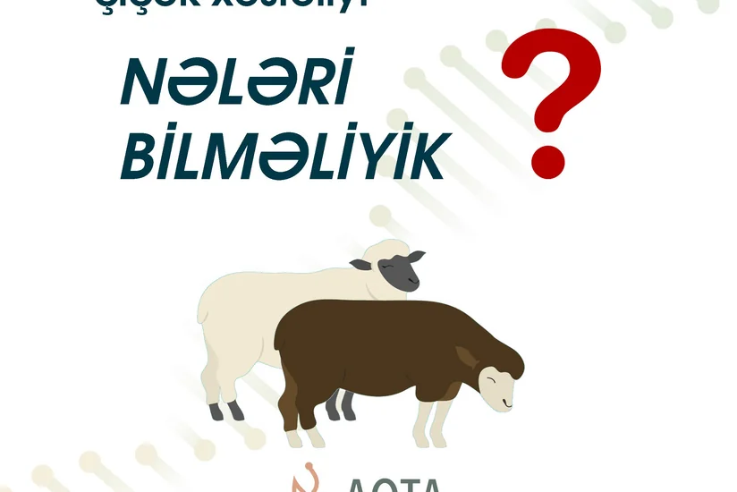 Xırdabuynuzlu heyvanlarda çiçək xəstəliyindən qorunmağın yolları açıqlandı