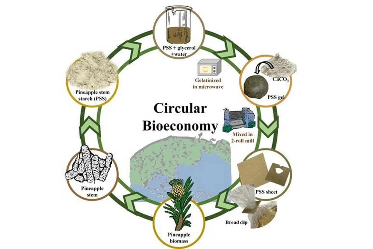 Scientists invent way to produce environmentally friendly plastic from pineapples