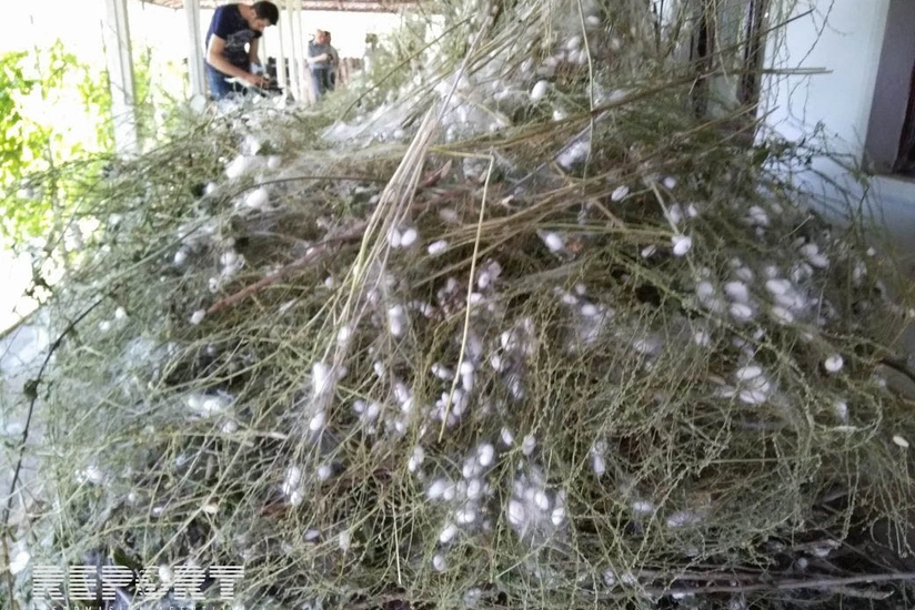 Azərbaycanda yaş barama istehsalının həcmi 6 min tona çatdırılacaq