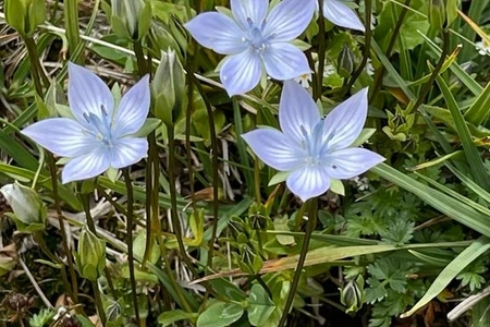 Quba və Qusarda nadir bitki növləri tədqiq edilib