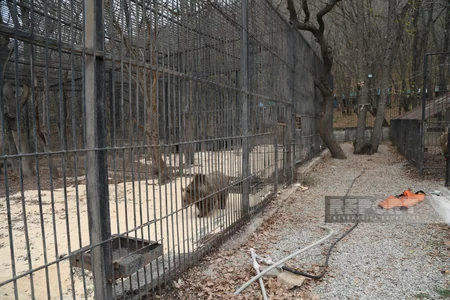 Altıağacda qonur ayılar peyvəndlənib