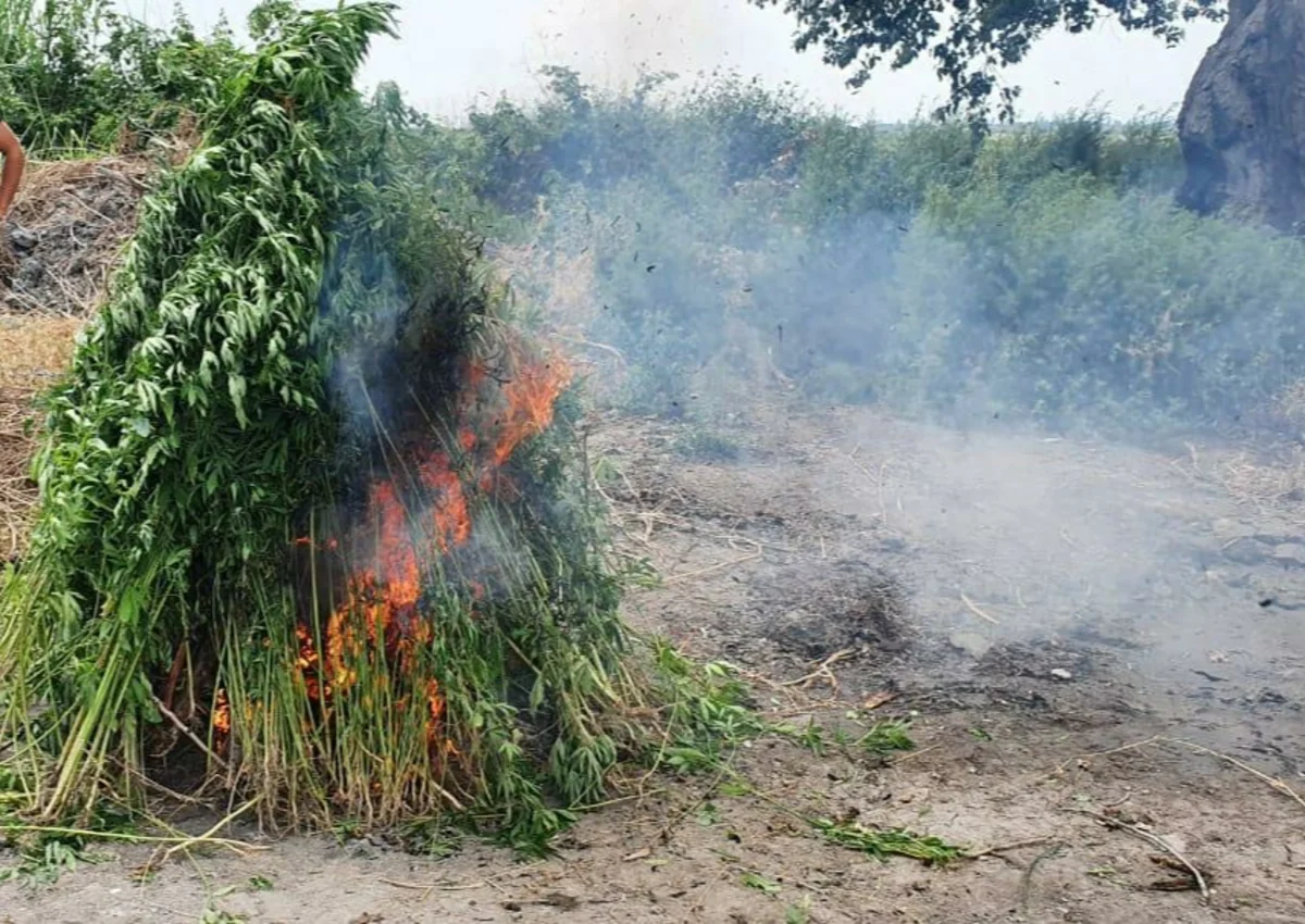 Ağdaşda 1 tona yaxın çətənə bitkisi məhv edilib