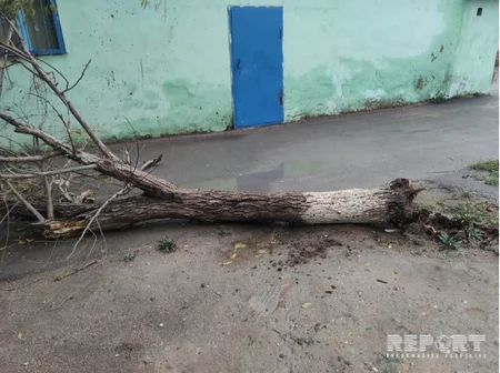 Güclü külək Sumqayıtda ağacları kökündən qoparıb - FOTO