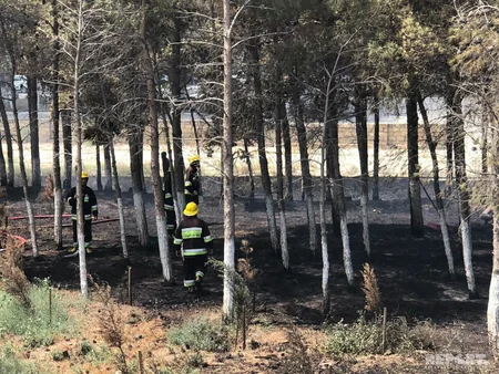 Abşeronda yol kənarındakı kol-kos və şam ağacları yanıb - FOTO