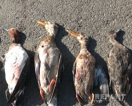 Lənkəranda Qırmızı kitaba düşən quşları ovladığına görə iki nəfər saxlanılıb - FOTO