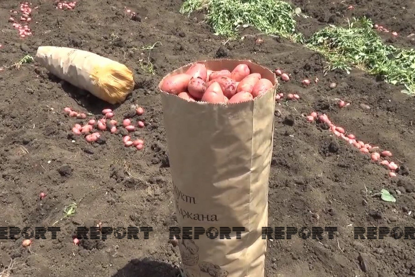 Cəlilabadda fermerlər becərdikləri kartofu satmaqda çətinlik çəkirlər