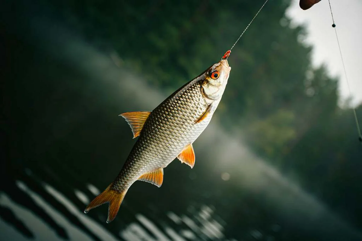 Azərbaycan balıq ovunu 1 %-dən çox artırıb