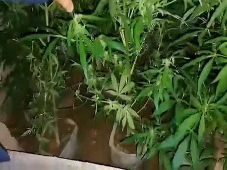 Bakıda narkotacirdən 26 kiloqram çətənə kolu və marixuana aşkarlanıb