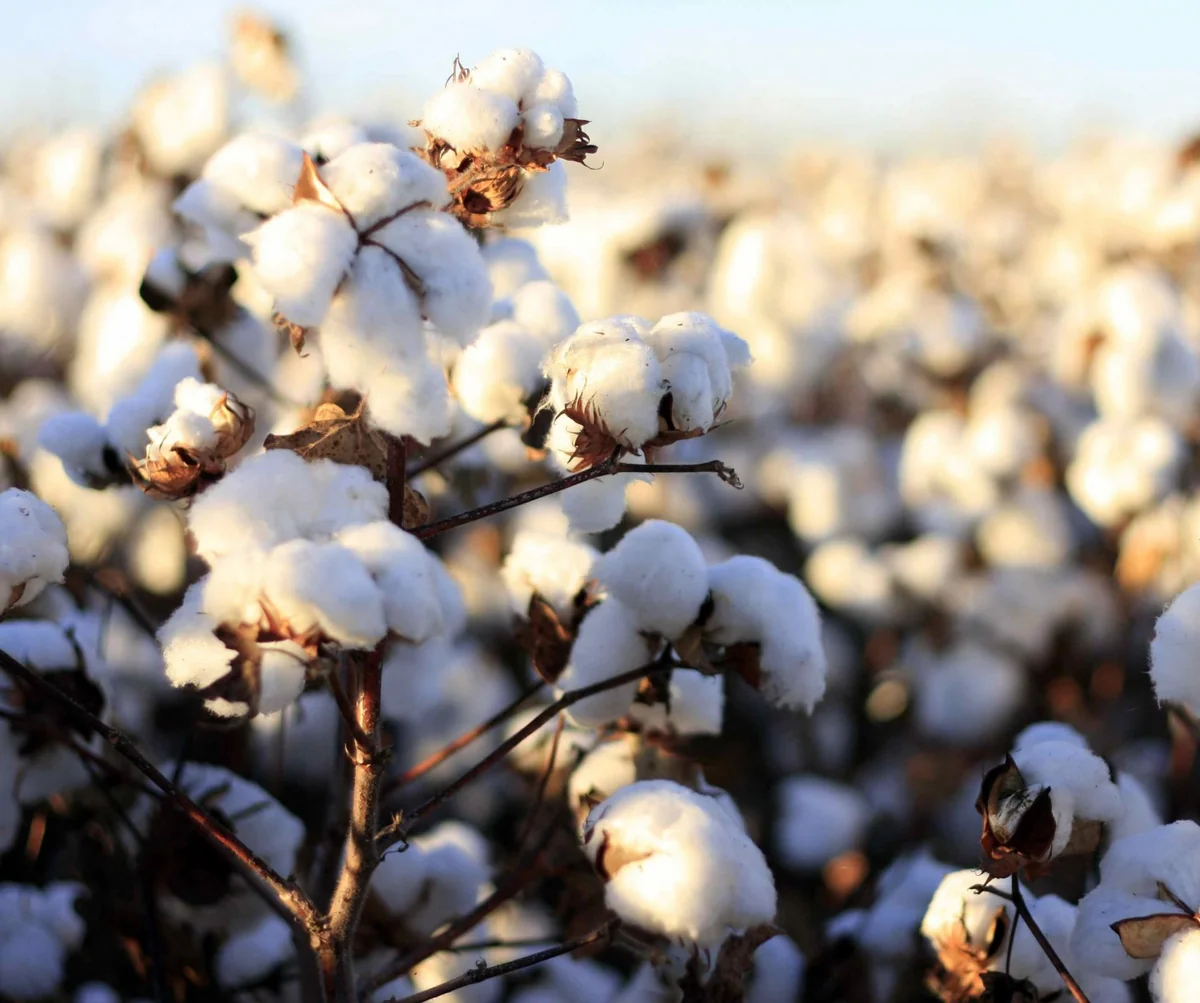 Azərbaycanda pambıq yığımı 2,8 dəfə artıb - CƏDVƏL