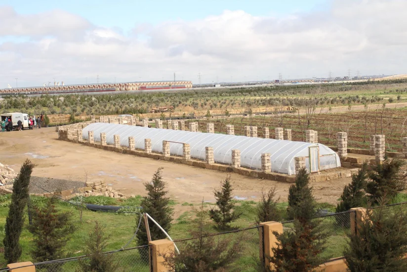 ETSN: Son 3 ayda 160 mindən çox ağac əkilib