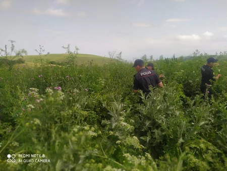 Goranboyda yabanı halda bitən çətənə kolları yandırılıb