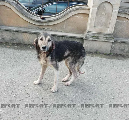 Xaçmazda 350 nəfərə yaxın şəxs sahibsiz itlərin hücumuna məruz qalıb