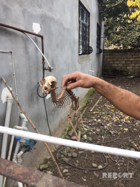 ​Azərbaycanda qəribə heyvan skeleti tapılıb