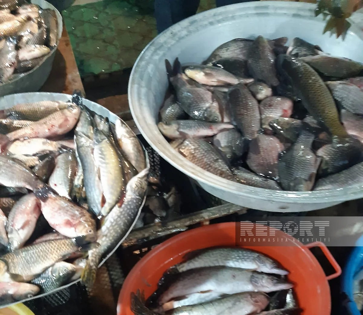 Biləsuvar və Cəlilabadda balıq bahalaşıb