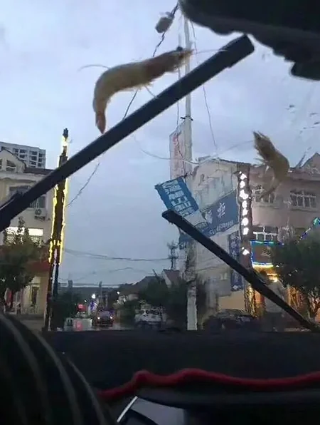 Çində baş verən fırtına zamanı havadan dəniz canlıları yağıb