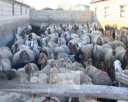 Ağdaşda iri və xırda buynuzlu heyvanlar naməlum şəraitdə tələf olur