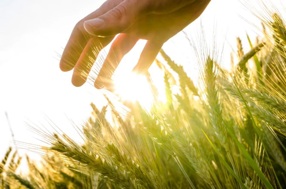 Azerbaijan enhances market access for agricultural cooperatives