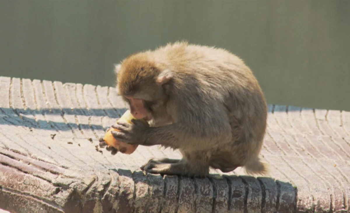 ​Romada zooparkdakı heyvanlara sərin qarpız və dondurma verirlər