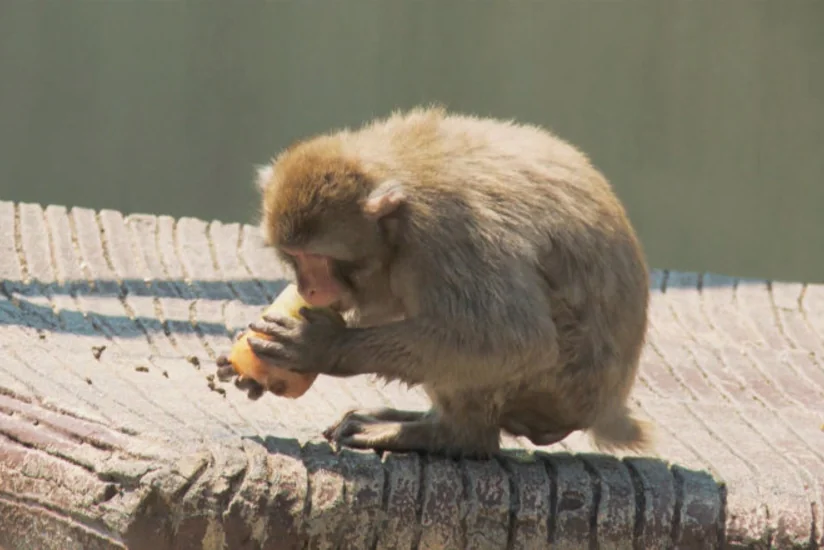 ​Romada zooparkdakı heyvanlara sərin qarpız və dondurma verirlər