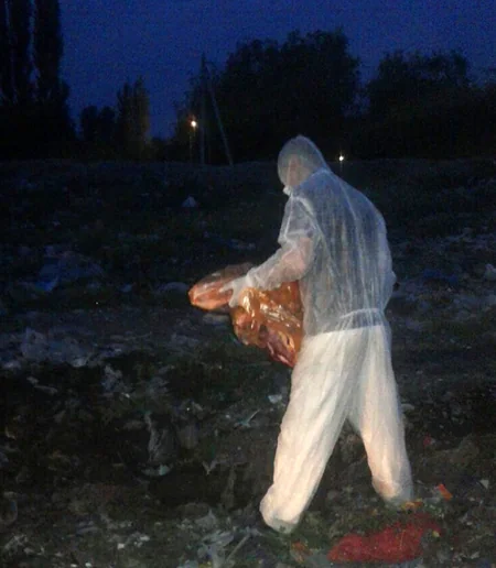 Laboratoriya: Bakterioloji müayinə nəticəsində nümunənin kəsilmiş at əti olduğu müəyyənləşib