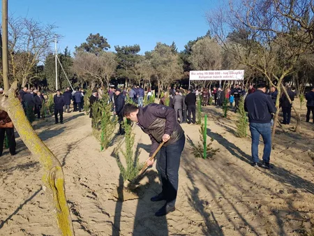 Ağacəkmə aksiyaları zamanı Bakıda 3050, rayonlarda 21770 ağac əkilib