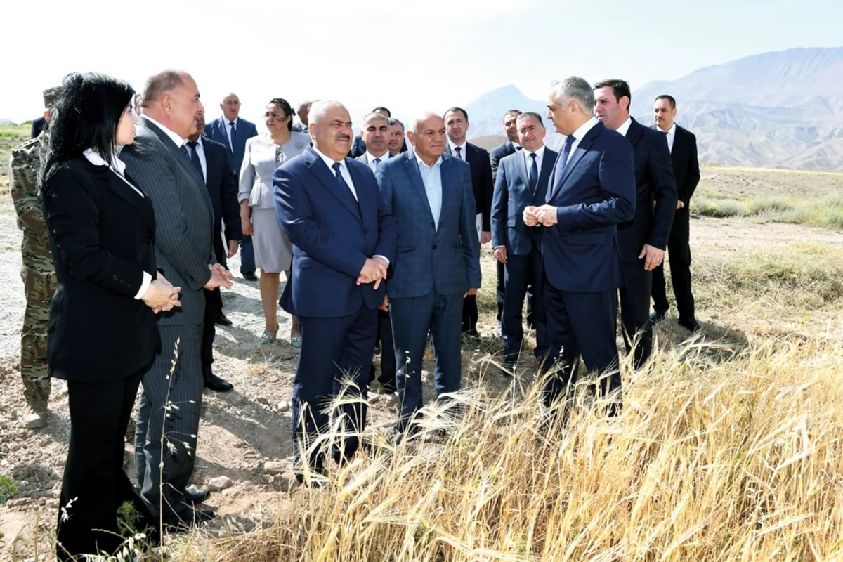 Naxçıvanda taxıl biçini başlayıb