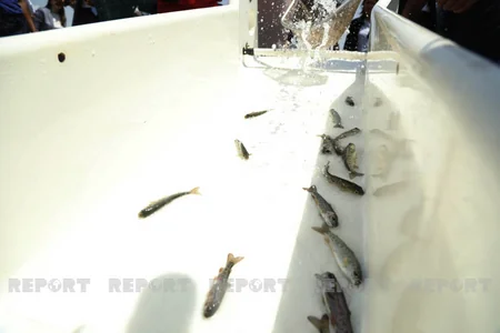 Diplomats, international experts release trouts into Hakari River