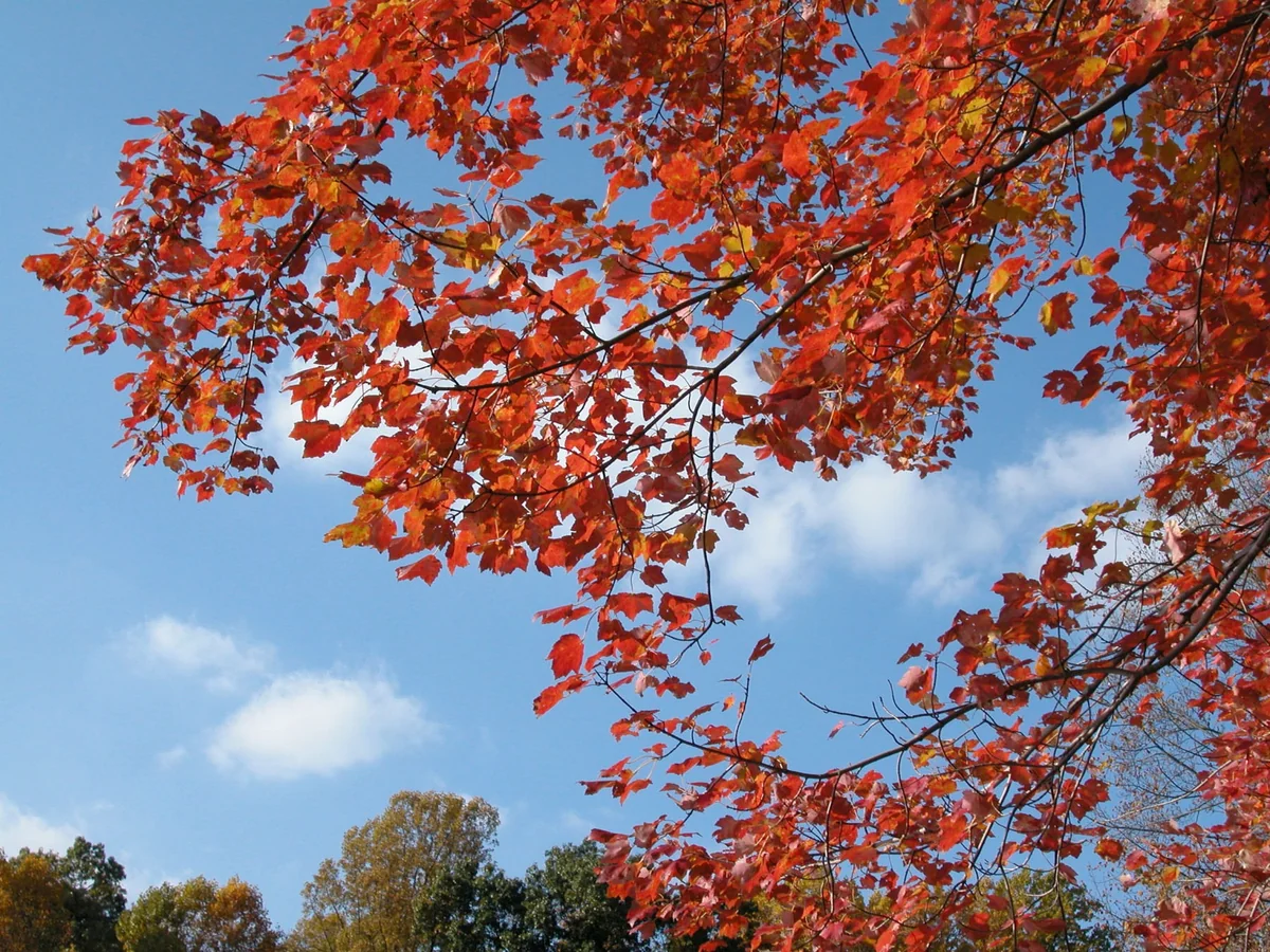 Sabah havanın temperaturu yüksələcək