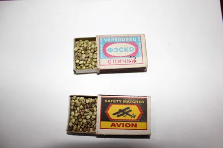 Şabran polisi əməliyyat keçirdi, üç rayon sakini saxlanıldı