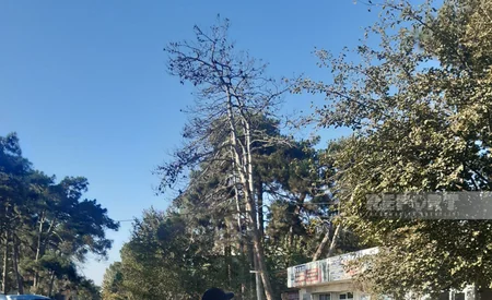 Biləsuvarda qurumuş ağaclar təhlükəyə çevrilib