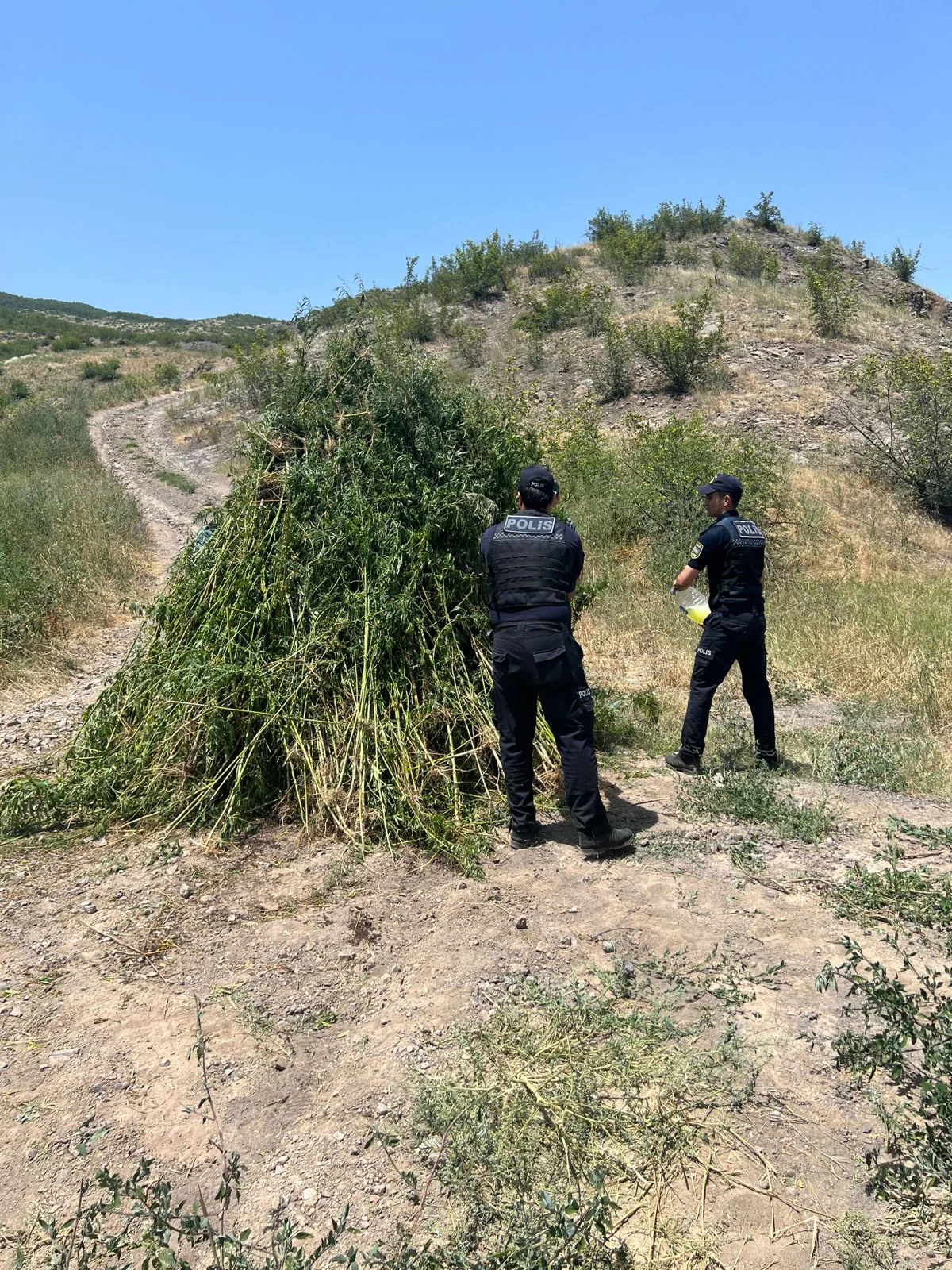 Zəngilanda aşkarlanan 3 tondan çox çətənə bitkisi yandırılaraq məhv edilib