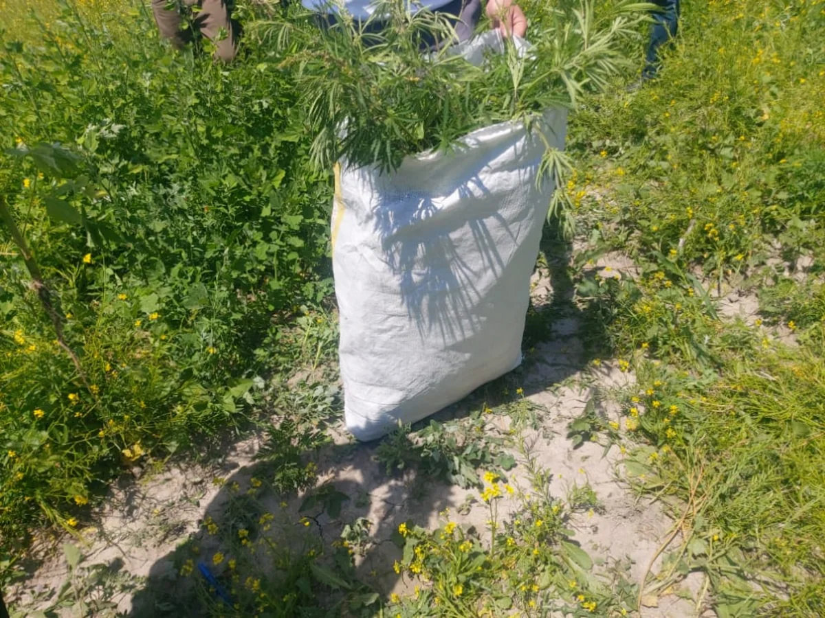 Şəkidə 1 ton 500 kq narkotik vasitə məhv edilib