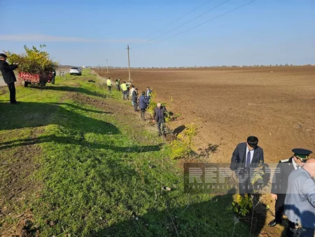 “Yaşıl dünya naminə həmrəylik ili” çərçivəsində Cəlilabadda 34 min ağac və gül kolları əkilib