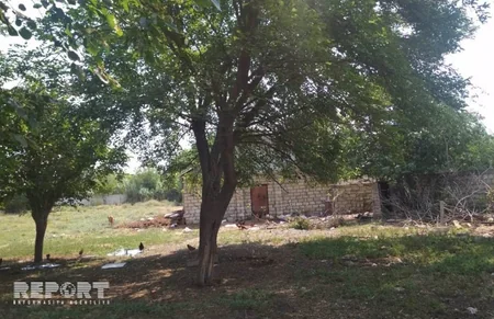 Bərdədə şəxsi təsərrüfatdan mal-qara oğurlanıb