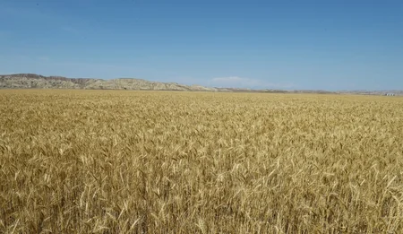 Prezident Goranboyda “Region Agro” MMC-nin açılışında iştirak edib - YENİLƏNİB