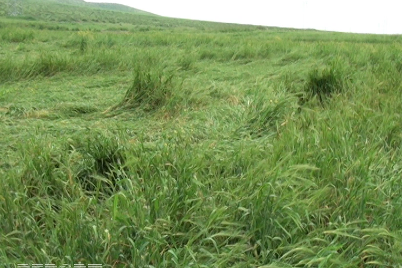 Güclü yağış Göyçayda kənd təsərrüfatına ciddi ziyan vurub - FOTO