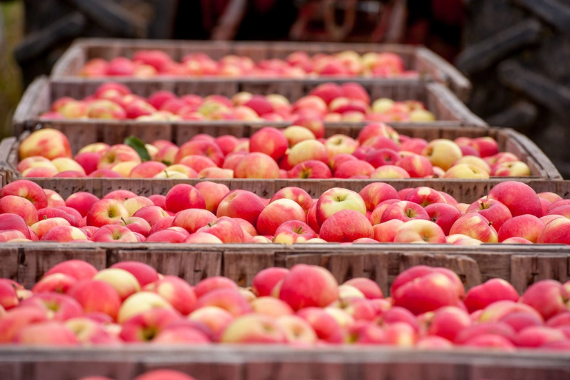 Azerbaijan sees nearly 70% surge in revenues from apple sales to Russia