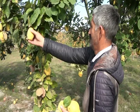 Göyçayın heyva bağları: məhsul boldur, alan yoxdur - REPORTAJ
