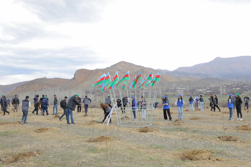 Naxçıvanda ağacəkmə aksiyası keçirilib