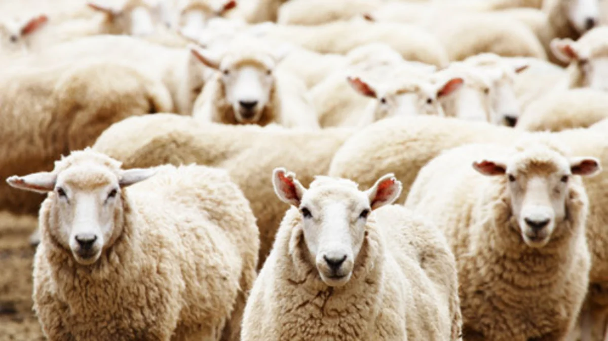 Qurban Bayramı ilə əlaqədar Bakıda qurbanlıq heyvanların satışı təşkil olunacaq
