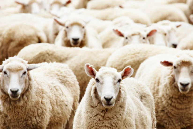Qurban Bayramı ilə əlaqədar Bakıda qurbanlıq heyvanların satışı təşkil olunacaq
