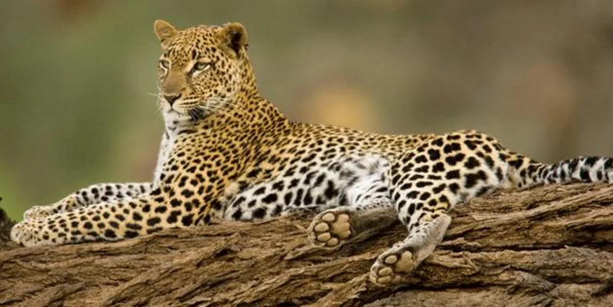 Azerbaijan and Russia to create wildlife reserve for restoration of leopard in Caucasus