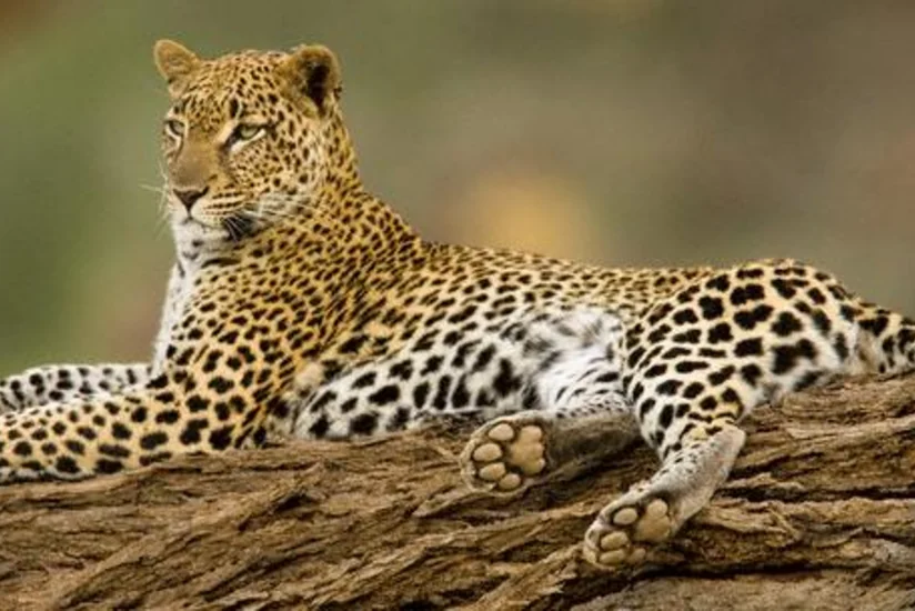 Azerbaijan and Russia to create wildlife reserve for restoration of leopard in Caucasus