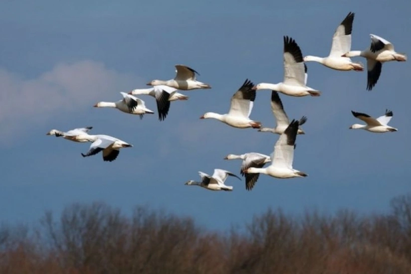 В Азербайджане начался подсчет видов животных