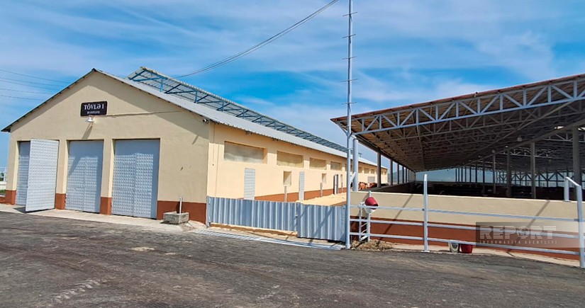 Xocalının Xanabad kəndindəki heyvandarlıq kompleksində 55 nəfər işlə təmin edilib