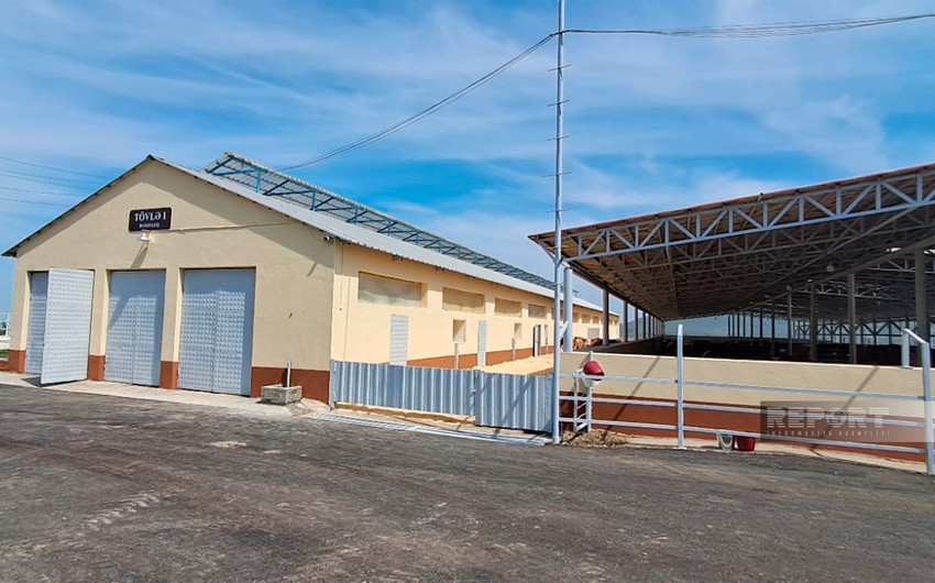 Xocalının Xanabad kəndindəki heyvandarlıq kompleksində 55 nəfər işlə təmin edilib