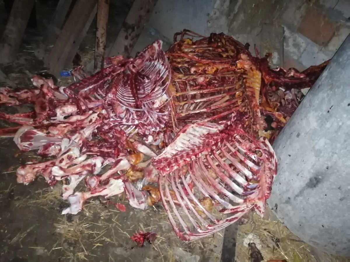 Bakıda at əti satmaq istəyən İsmayıllı sakini saxlanılıb