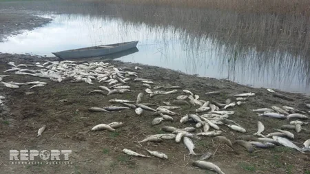 Ağcabədidə balıqlar kütləvi şəkildə tələf olub - FOTO
