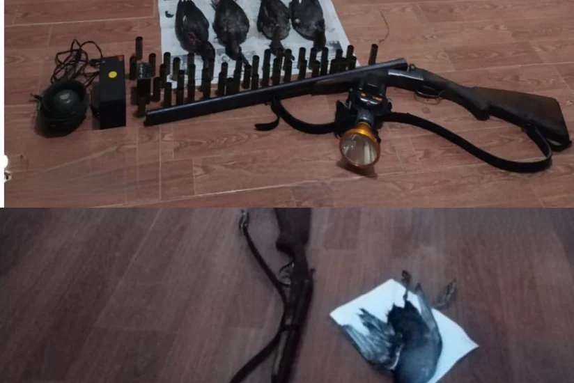 Masallıda qanunsuz ov edən şəxslər saxlanılıb