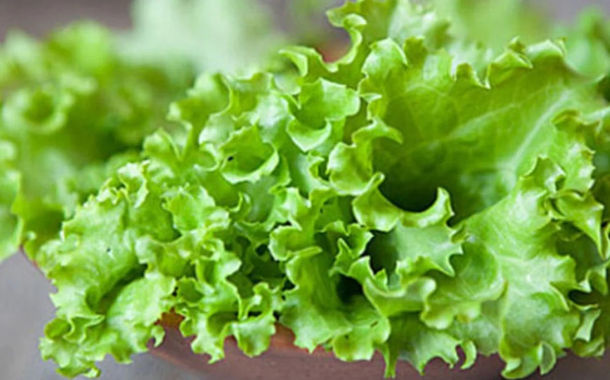 Azerbaijan begins importing lettuce from UAE